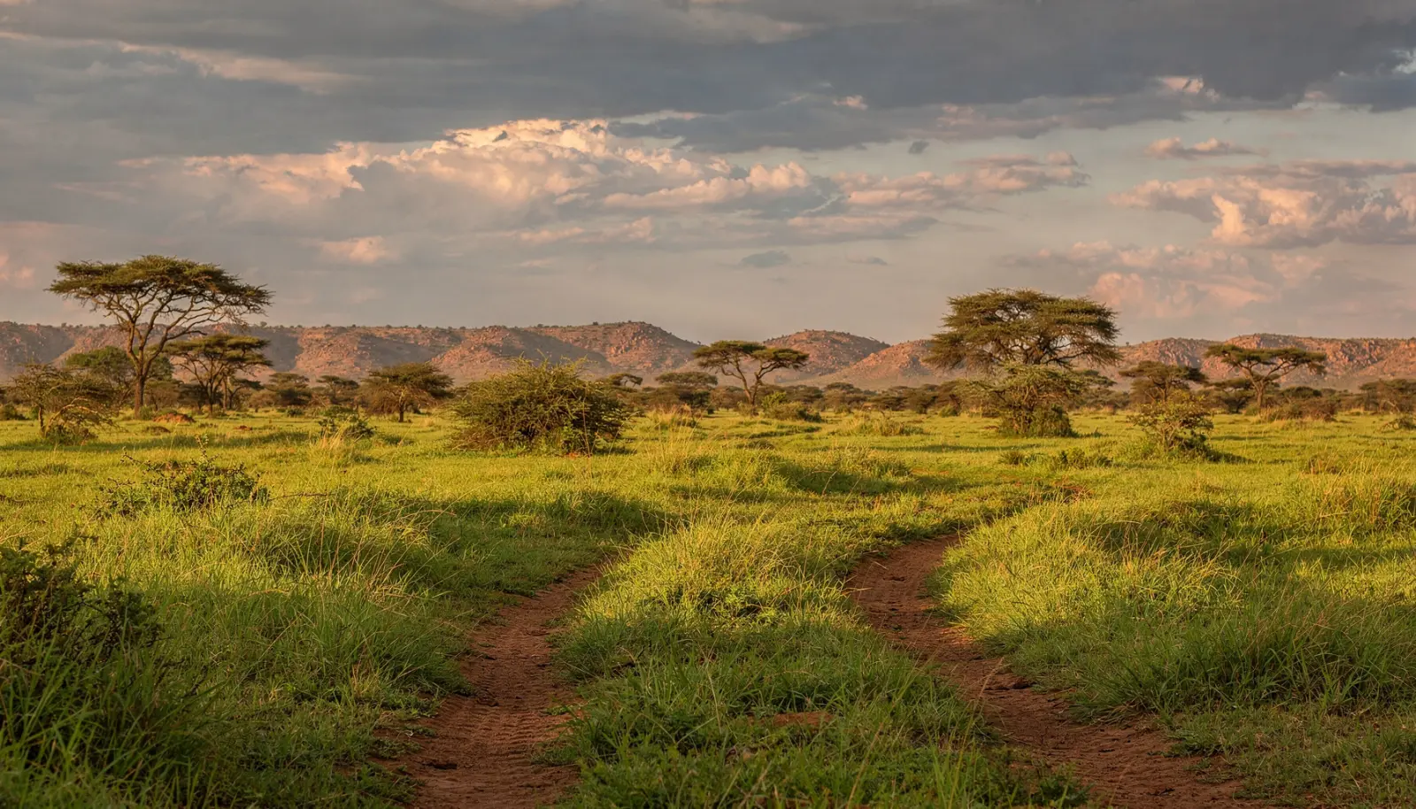 Paysage namibien en saison verte : arbres et herbes luxuriantes après les pluies, ciel dégagé, végétation contrastée avec le sol ocre.