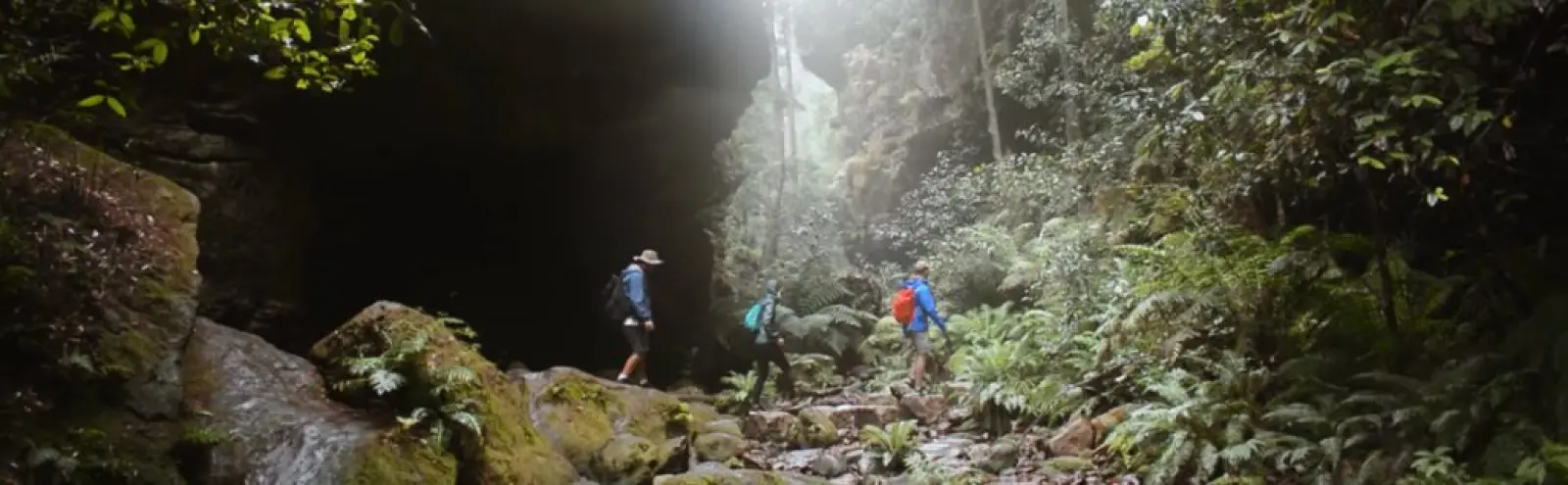 Forêt tropicale en Australie
